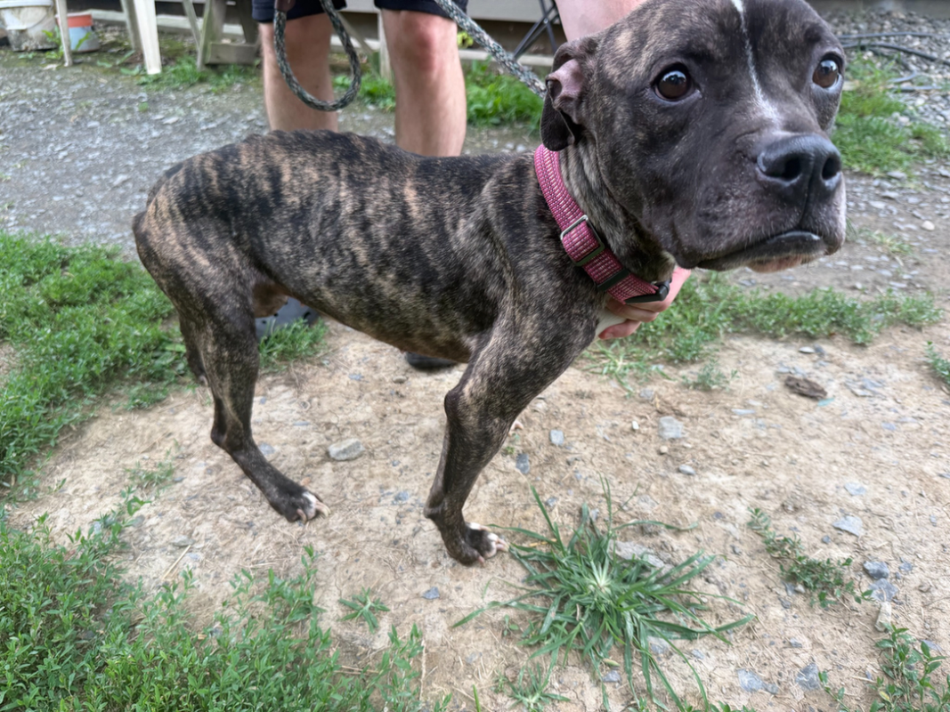 仕*猫様 PSA9 クチート　045/053 Over the past week, nine dogs have arrived at the Columbia-Greene