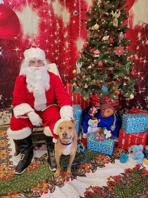 Home For The Holidays! | Columbia-Greene Humane Society/SPCA | Dogs ...